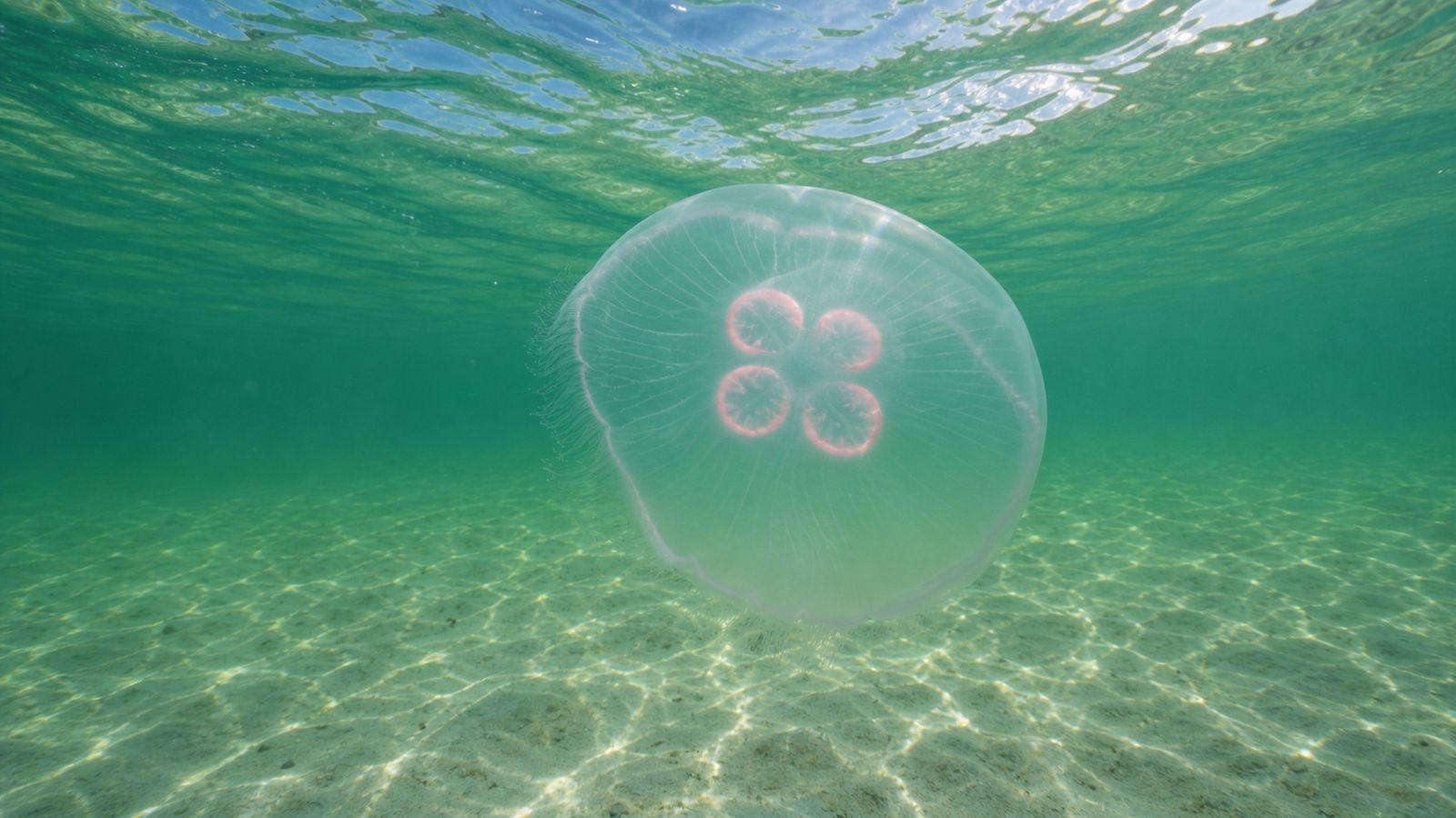 Translucent moon jellyfish floating in crystal-clear shallow emerald Gulf water with sunlight filtering from above and white sand visible below